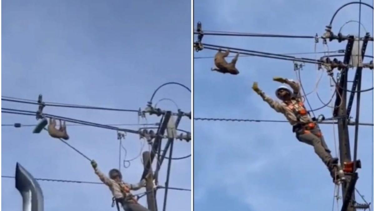 lenes salvat pompieri atarnat fire electrice