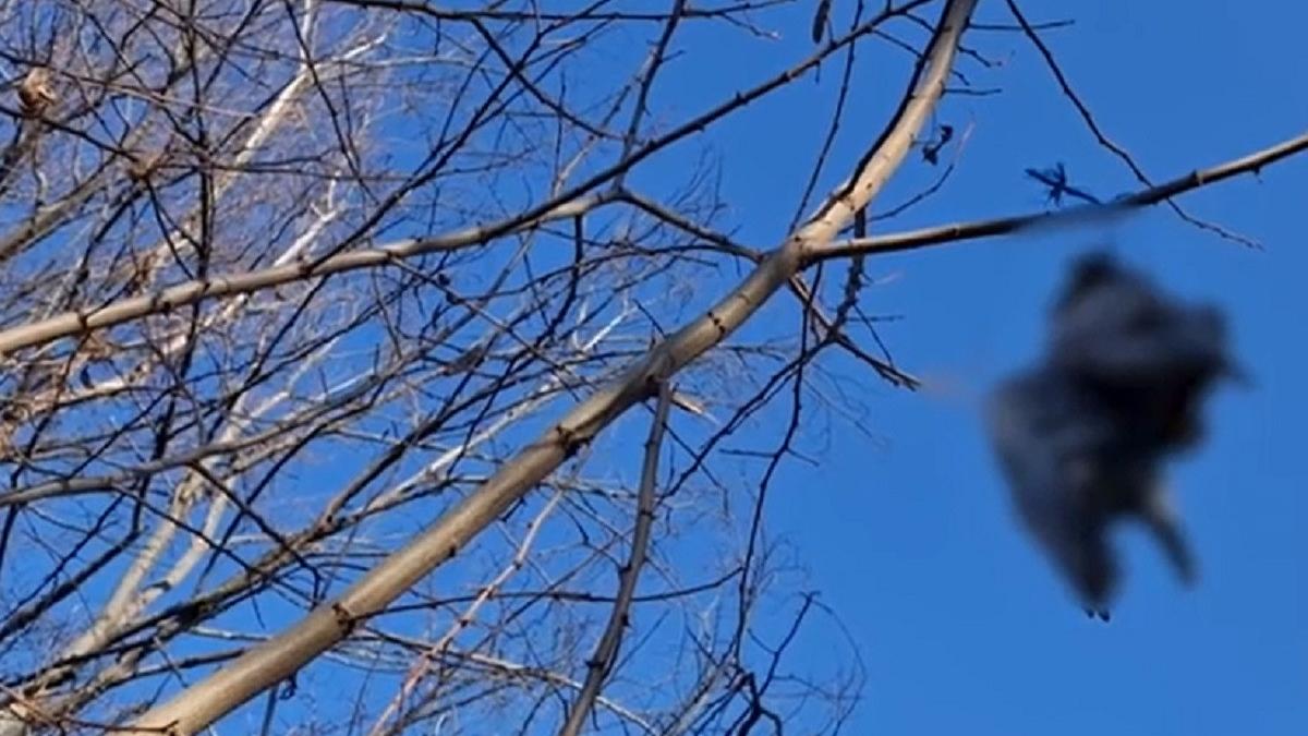 pasari moarte atarnate in copaci botosani