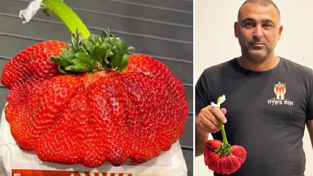 fermier israel capsuna cartea recordurilor