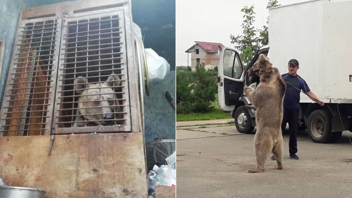 masha ursoaica circ ambulant ucraina salvata romania
