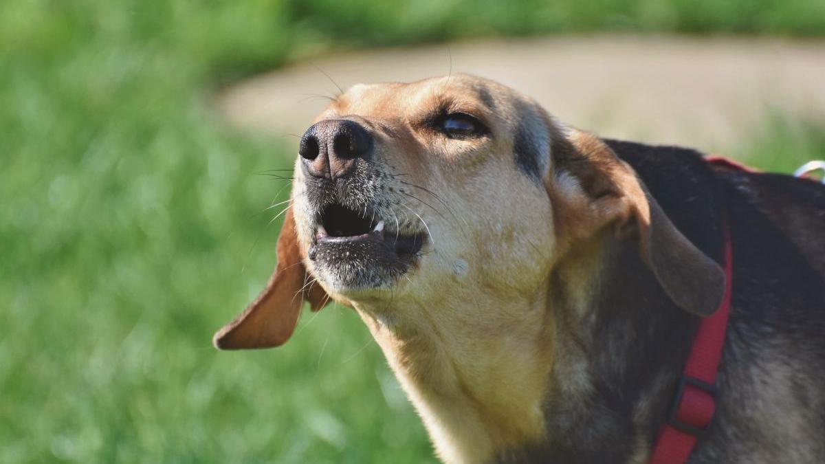 copil 10 ani sfasiat caini intorcea scoala gasit fara vlaga pe strada