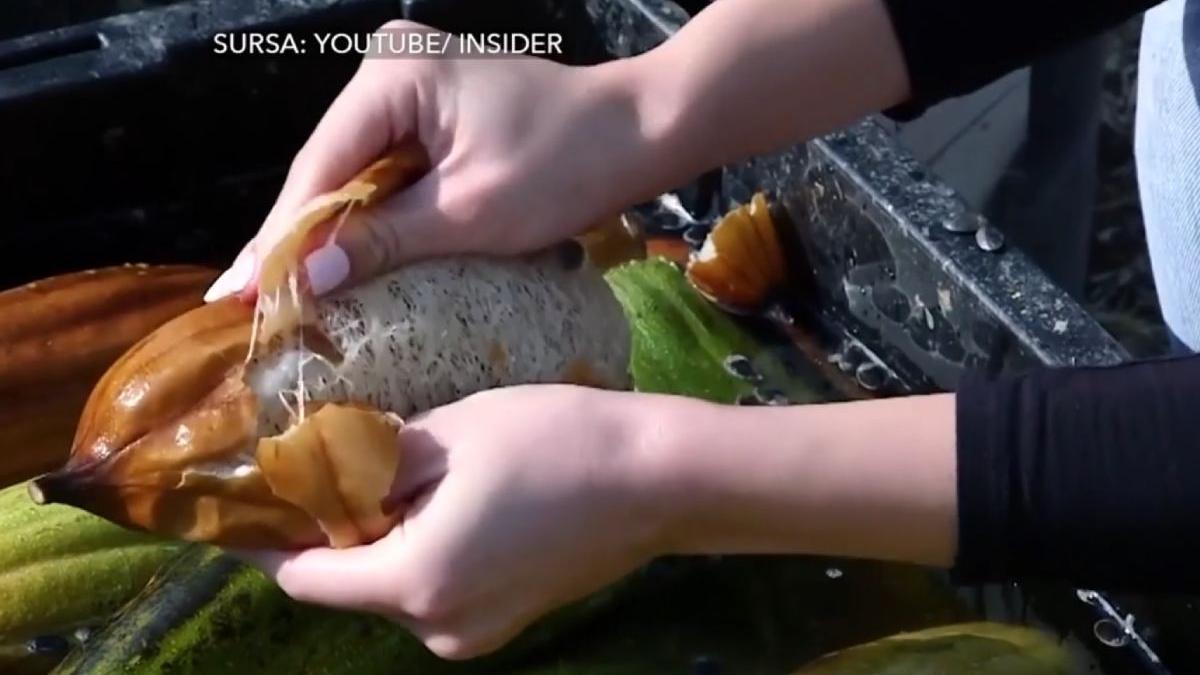 nou produs dezvoltat planta lansat piata romania burete vegetal buzau