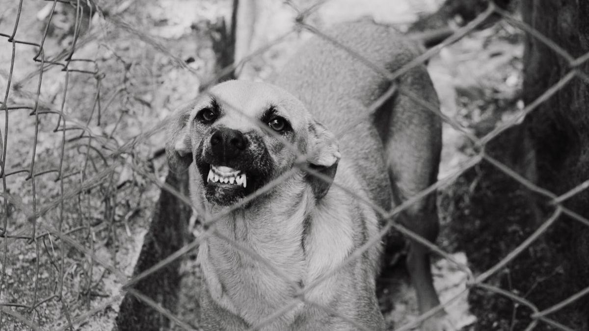 proprietar caini sfantu gheorghe covasna muscat copil retinut politie