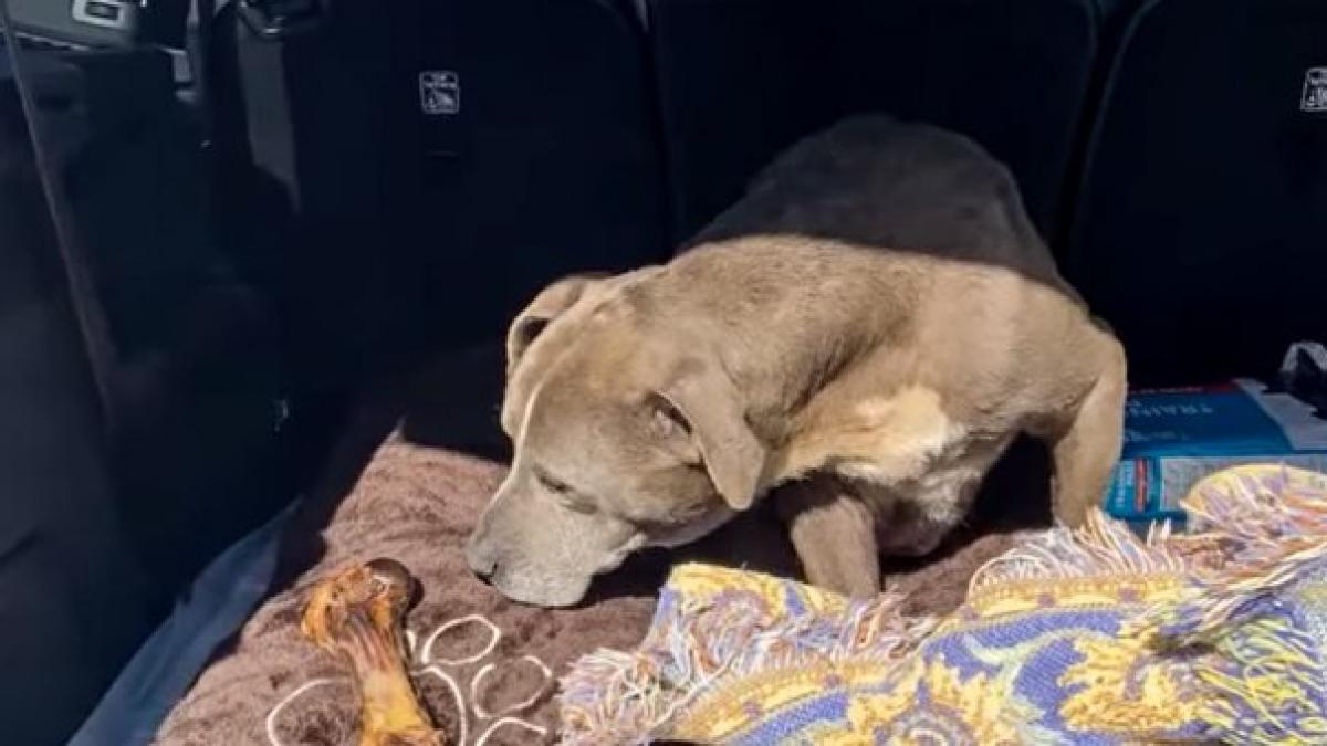 caine reunire stapani disparut 12 ani