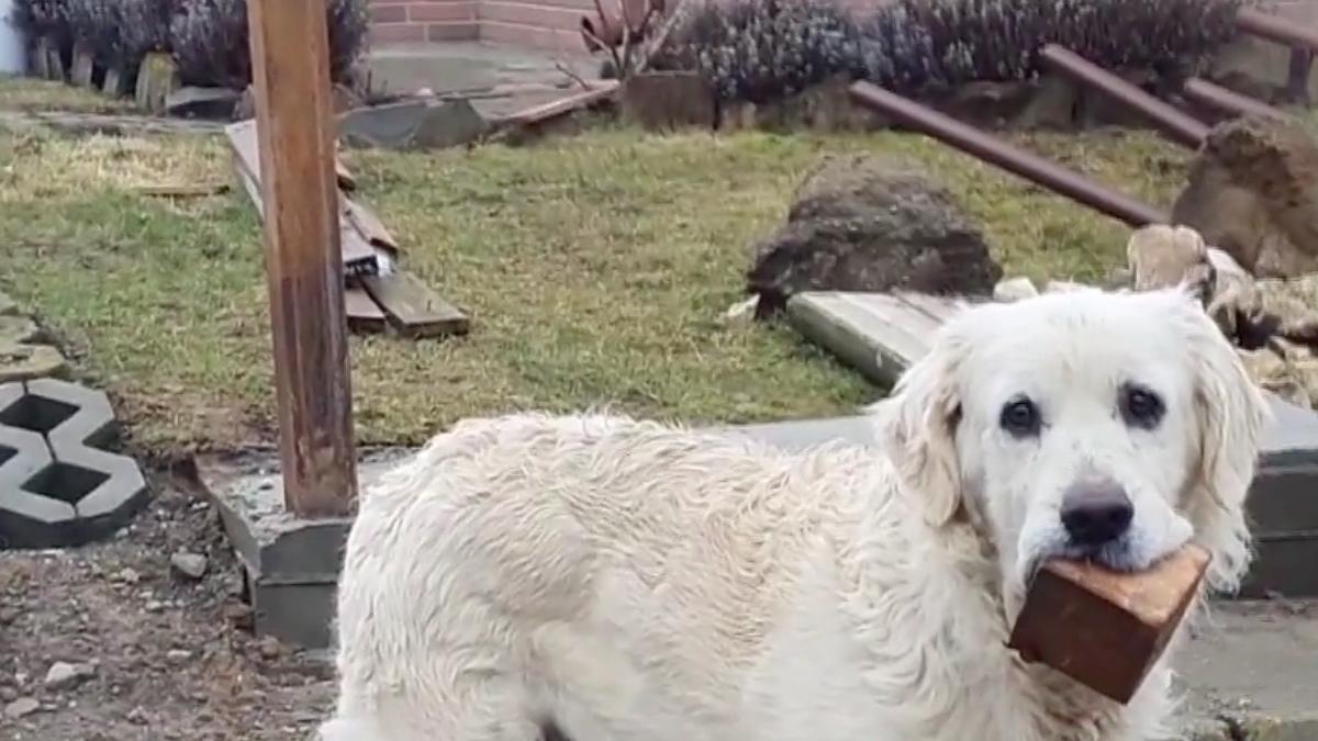 catelusa sapte ani exemplu comunitate aduna saci gunoi strada livezeni