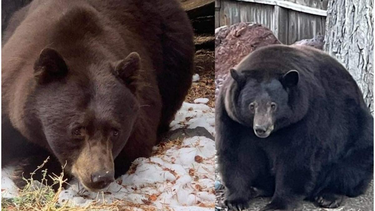 urs supraponderal cautat politisti talharire zeci case sua