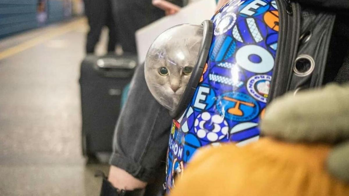 imagini durere ucraina animale companie stapani adapost bombe metrou