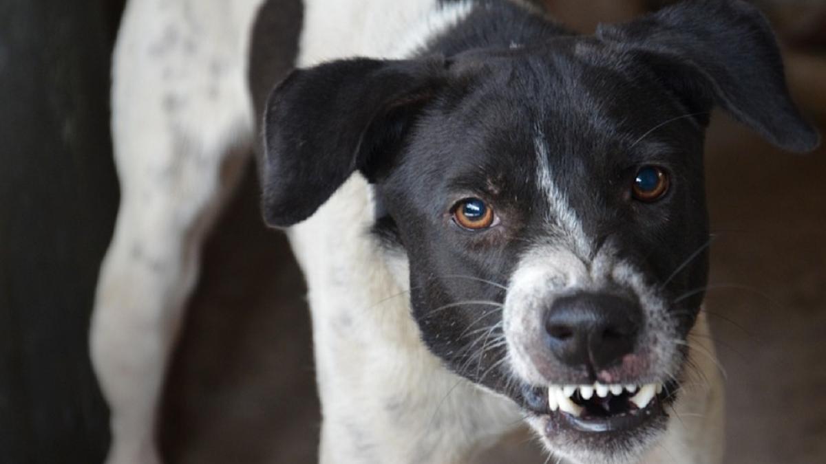 o eleva muscata caine scoala sport mehedinti