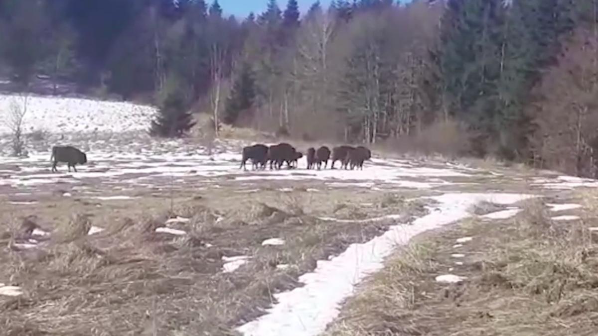 turma zimbri filmata in libertate