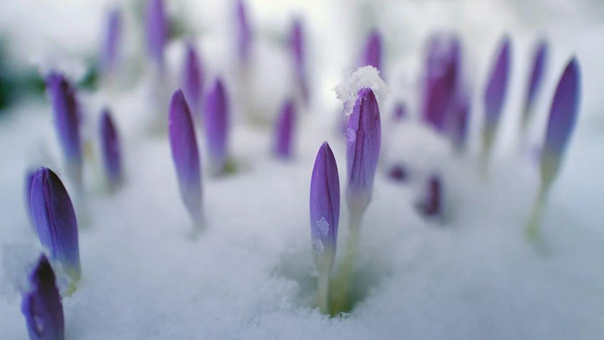 prognoza meteo martie 2022 vreme rece