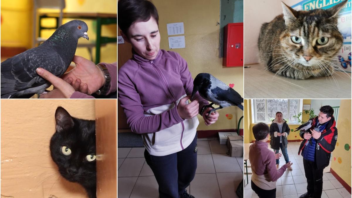 lvov refugiati razboi rusia ucraina kiev