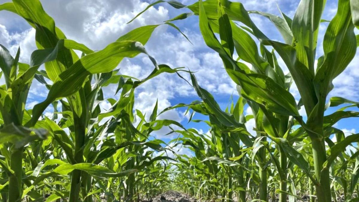 volodimir zelenski agricultori ucraina productie cereale