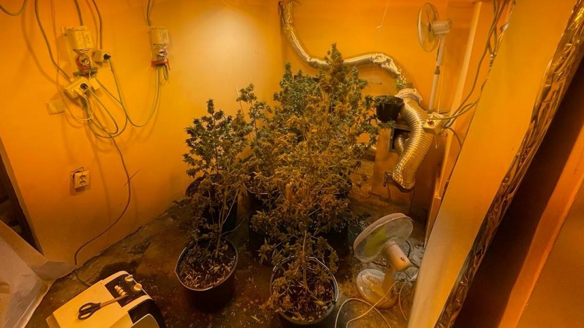 bucurestean trafic de droguri cultura canabis