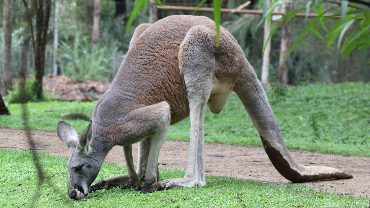 fetita 3 ani ajuns spital rani grave atac cangur