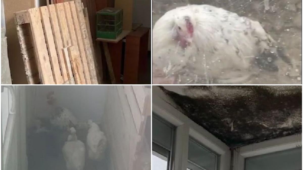 gaini pe balcon soseaua giurgiului bucuresti