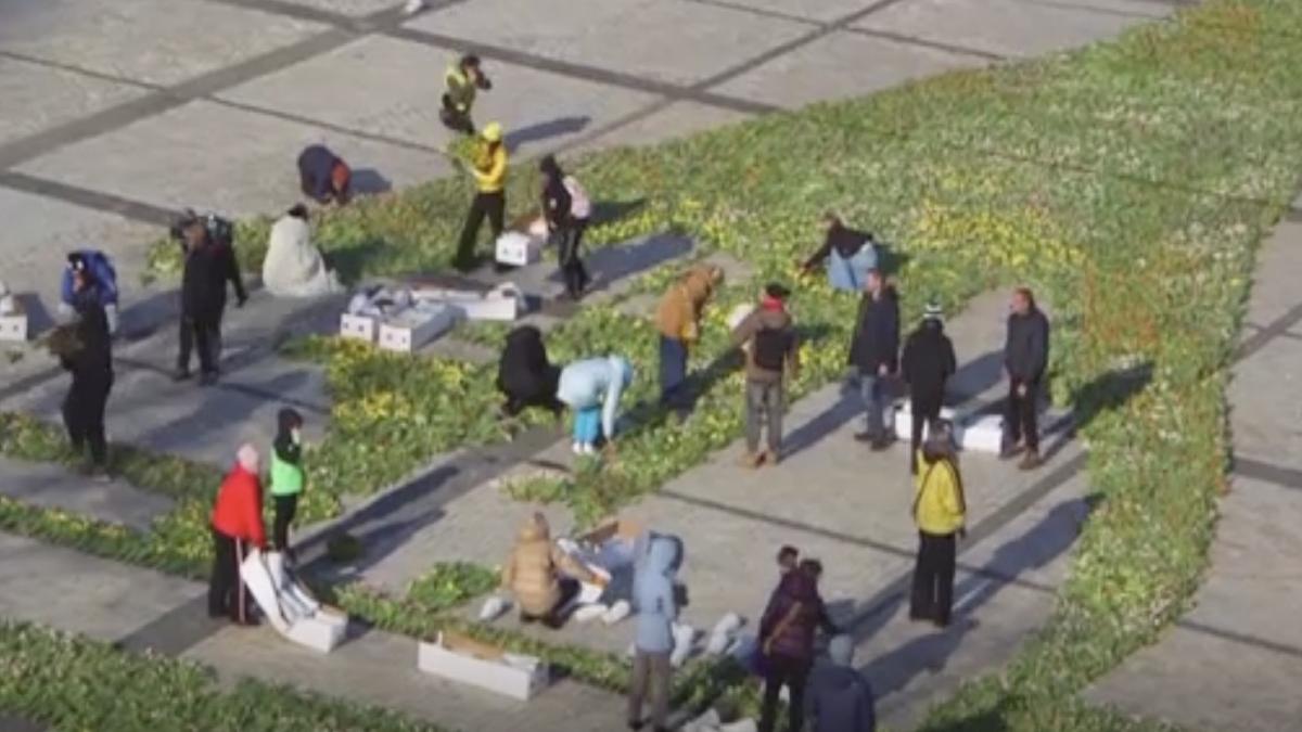 milioane lalele piata kiev flori formeaza trident simbol ucraina