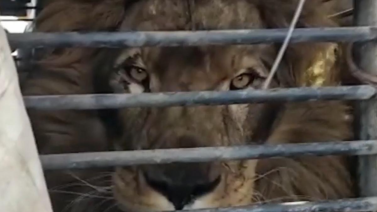 simba leul refugiat gradina zoo zaporojie salvat si adus in romania