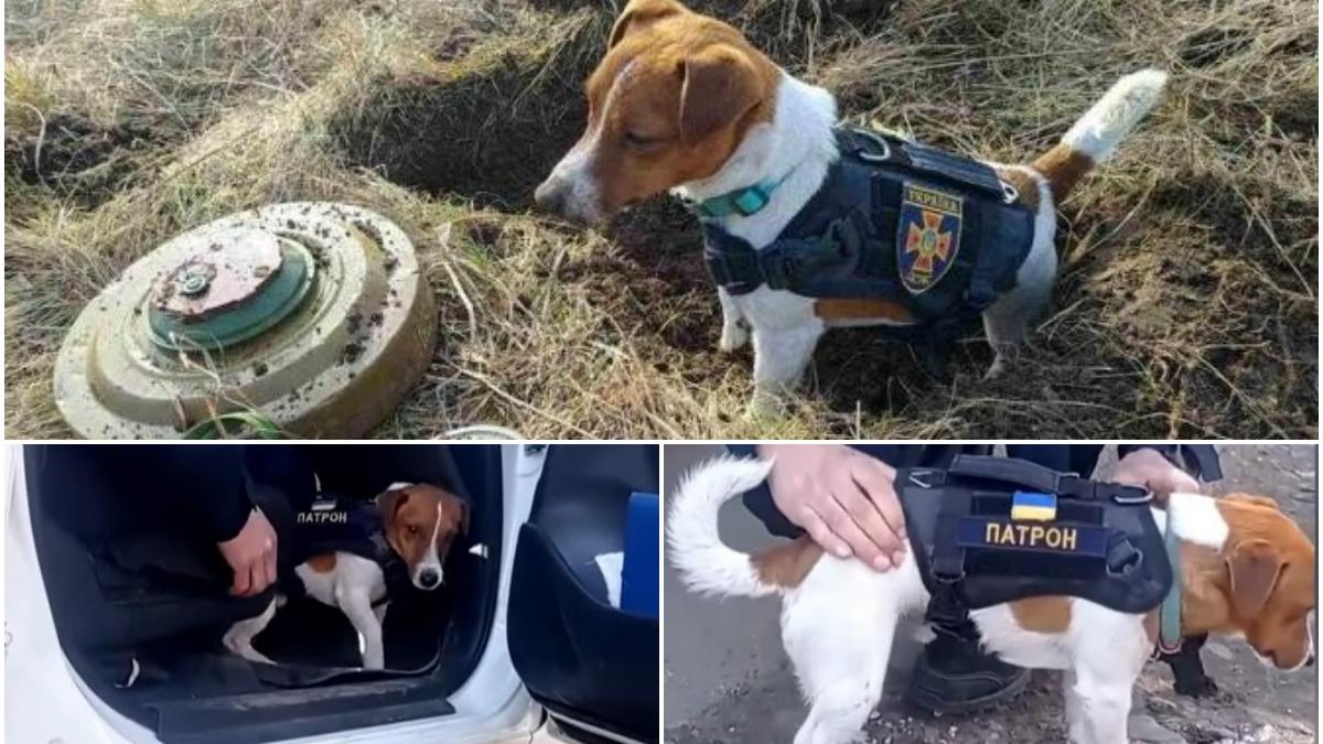 caine erou patron bombe ucraina