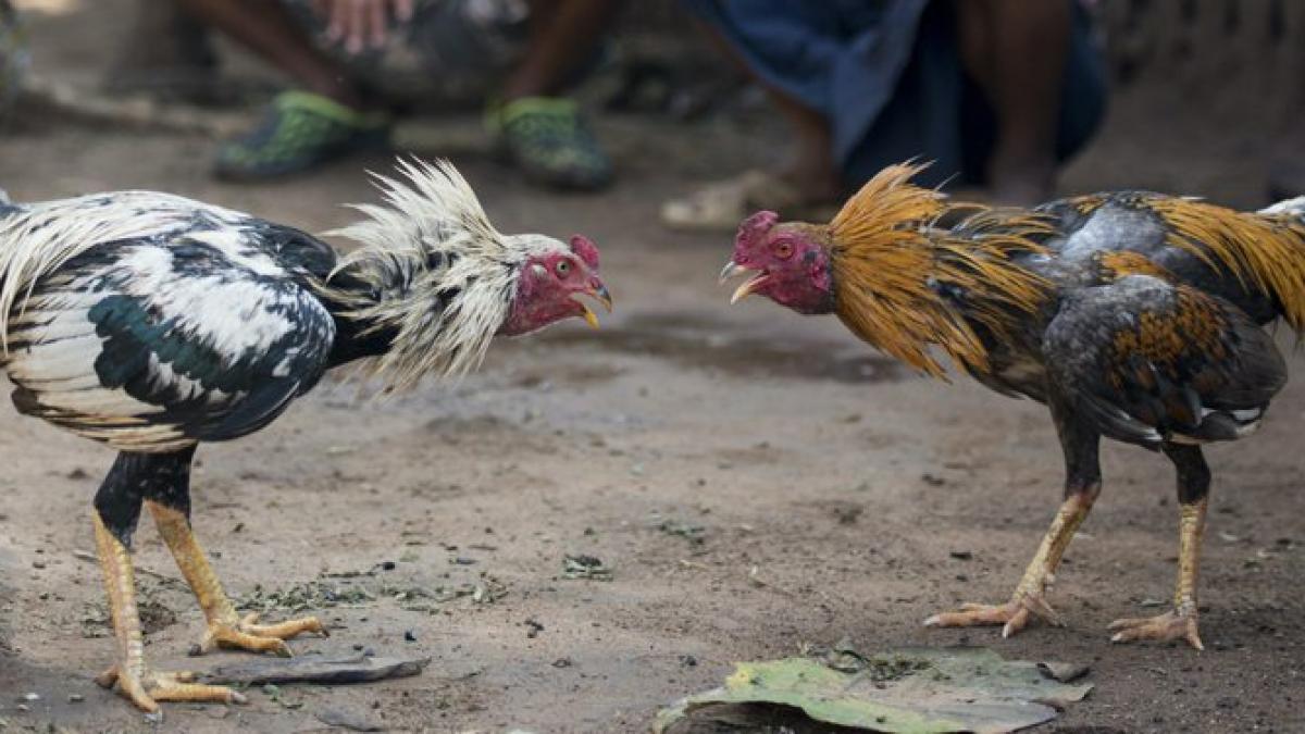 macel groapa lupte cocosi mexic 19 oameni impuscati mortal