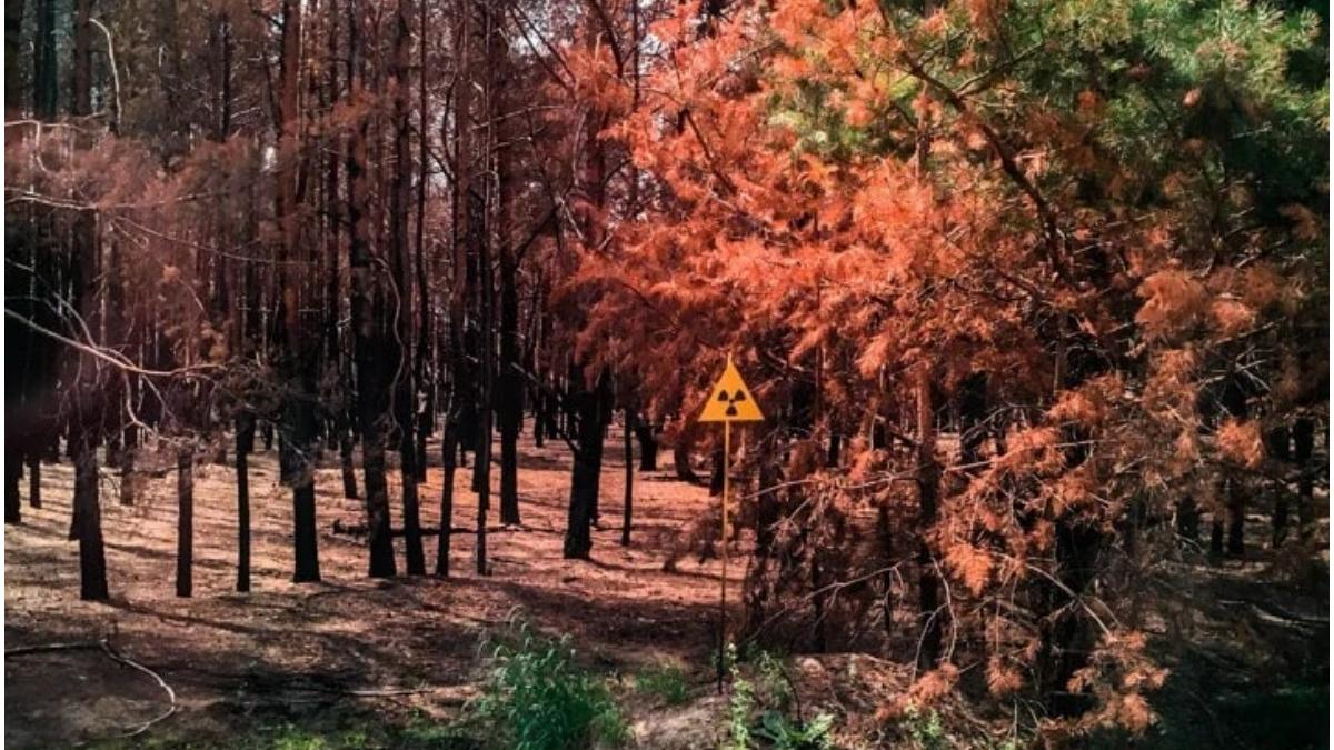 rusii au trecut tancuri padurea rosie cernobil