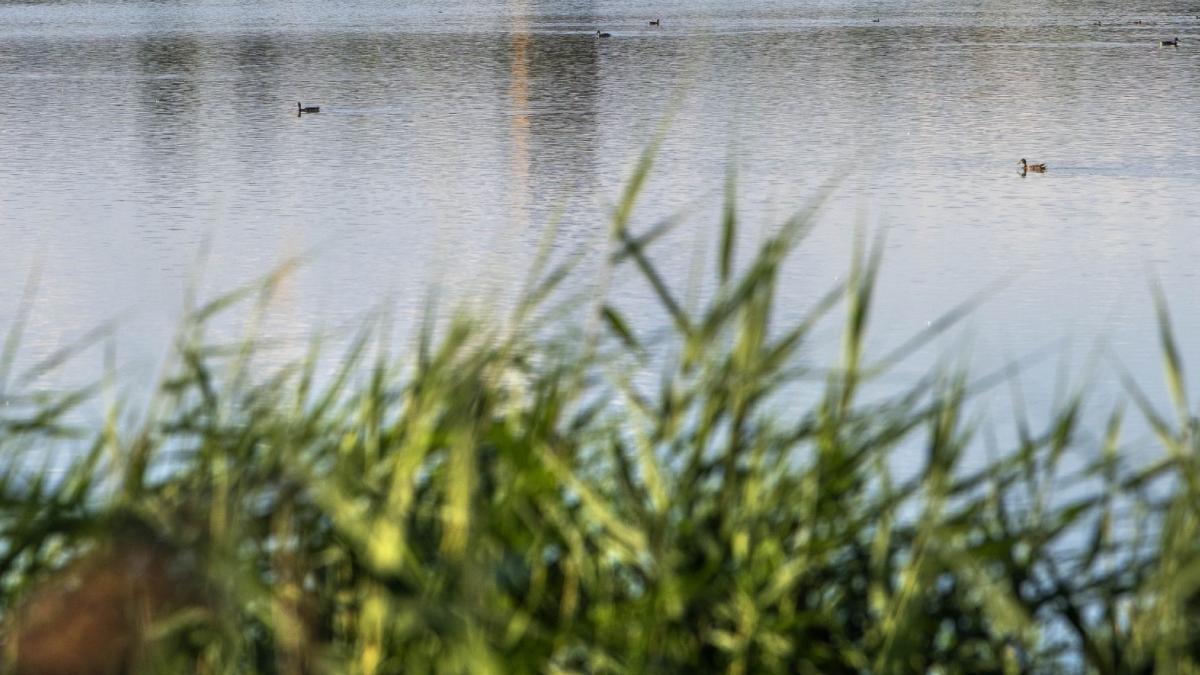 corp barbat albie rau tisa maramures frontiera ucraina