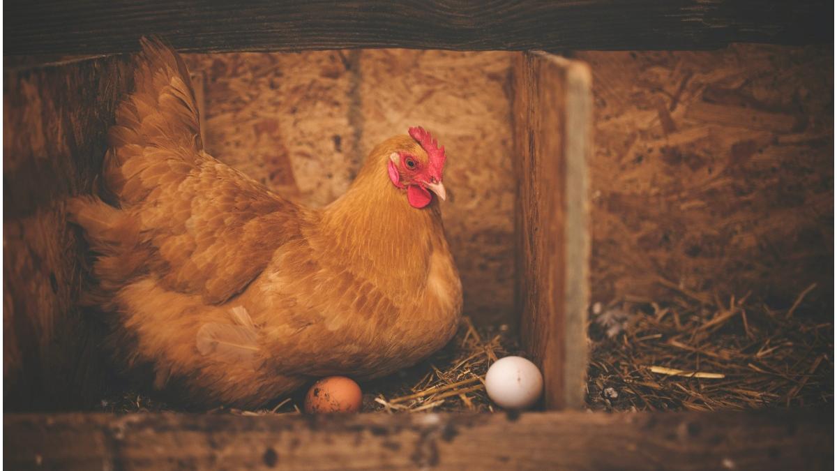 rusia gaina autohtona smena 9 sanctiuni