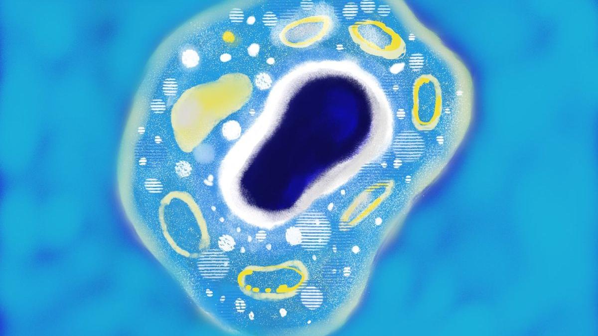 nou tratament cancer eliminare deseuri celulare organism