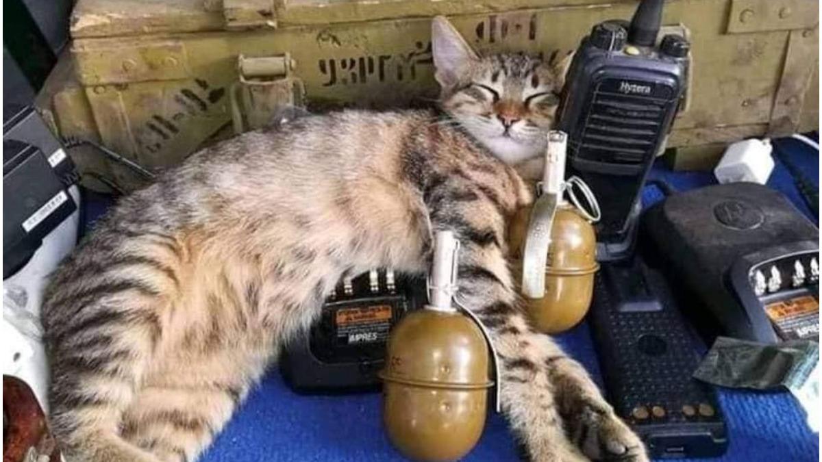 pisici aliati nadejde soldati ucraineni vreme raboi feline aratare sustinere