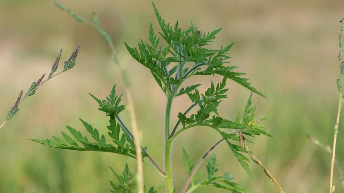 proprietari ambrozie terenuri amenzi garda de mediu alergii