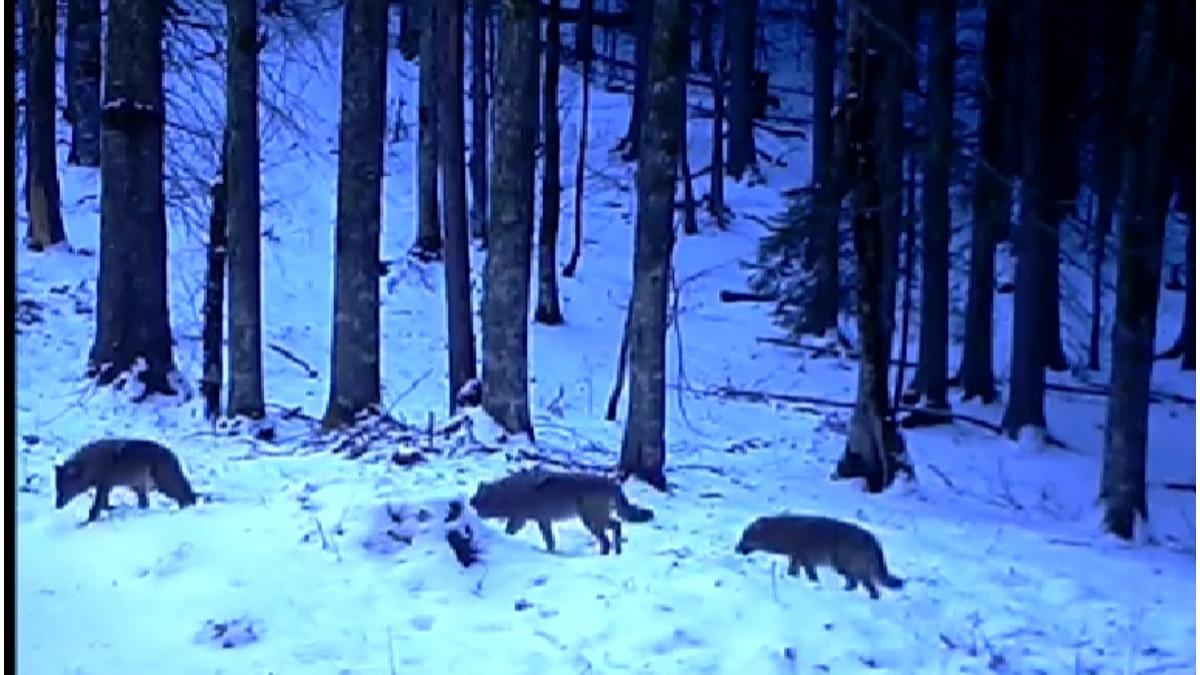 imagini spectaculoase haita lupi padure romania