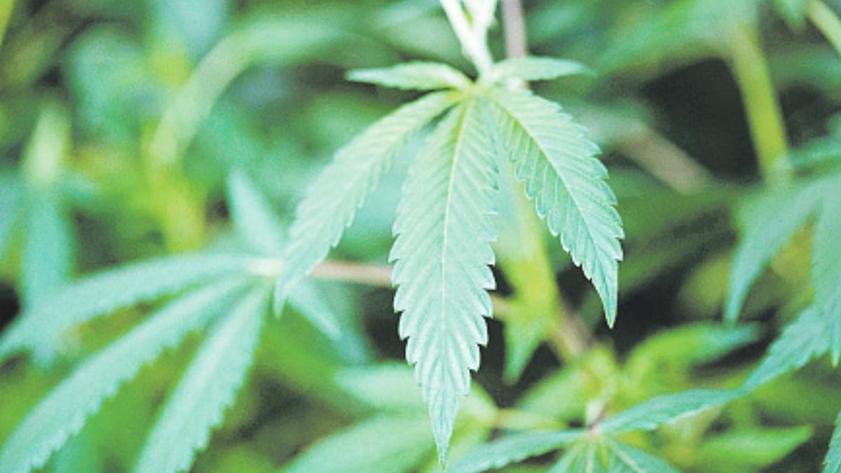 sute plante canabis casa inchiriata braila