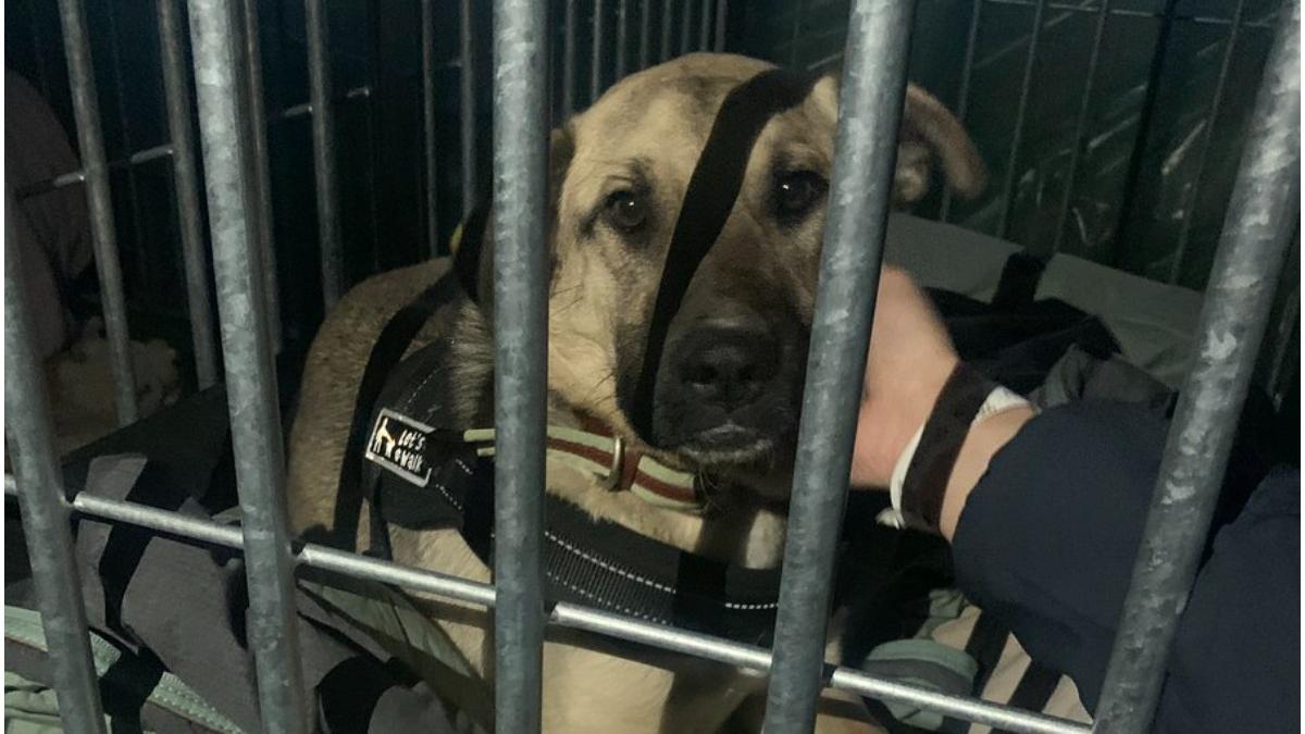 caini ucraina blocati granita polonia