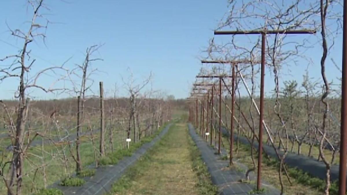 curmale chinezesti dabuleni pepeni