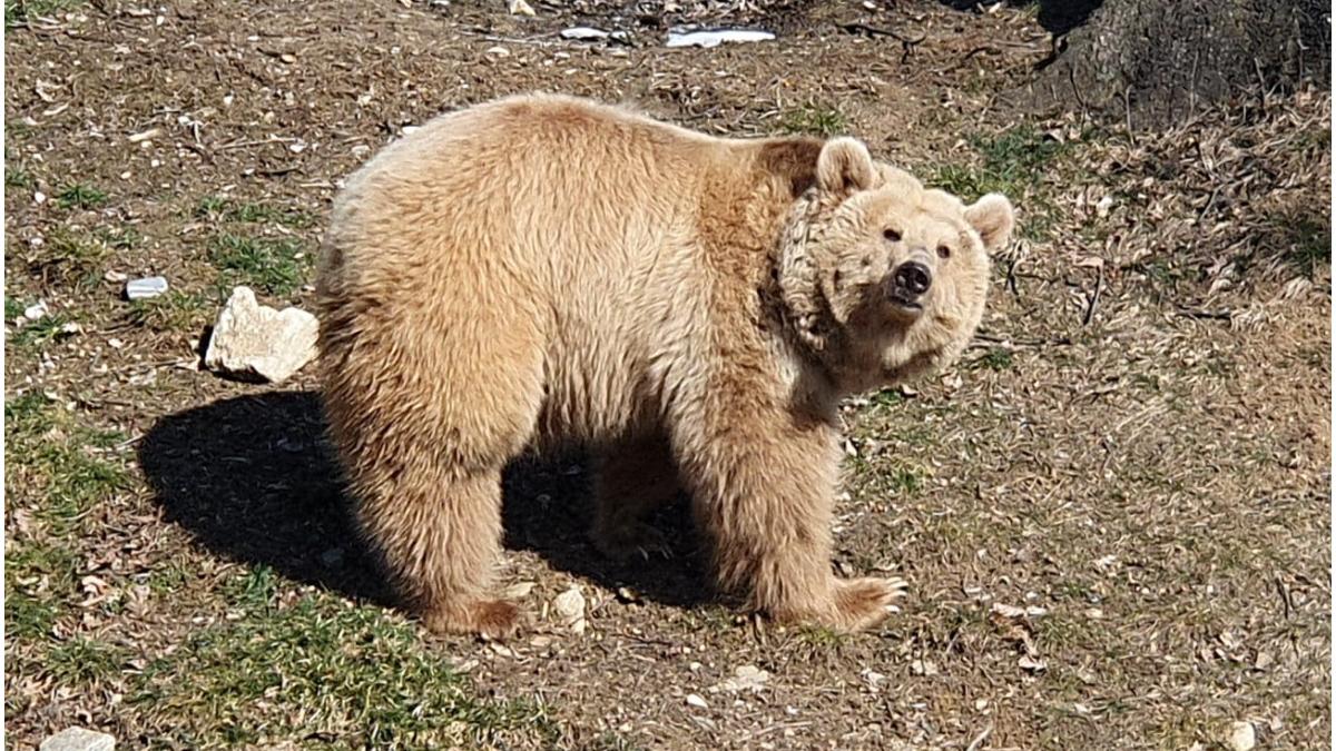 ursoaica masha refugiata ucraina sanctuar zarnesti murit