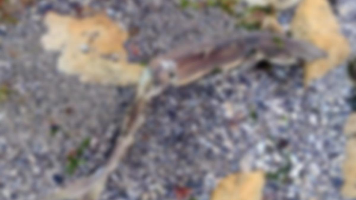 rechin esuat pe plaja dintre eforie sud si tuzla