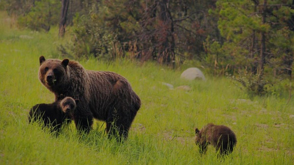 ursoaica impuscata izvoru muresului harghita