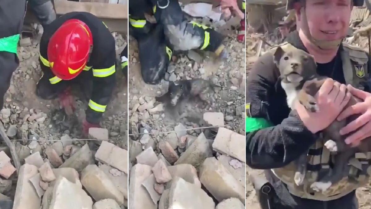 catelus salvat mihailovka ucraina bombe rusi