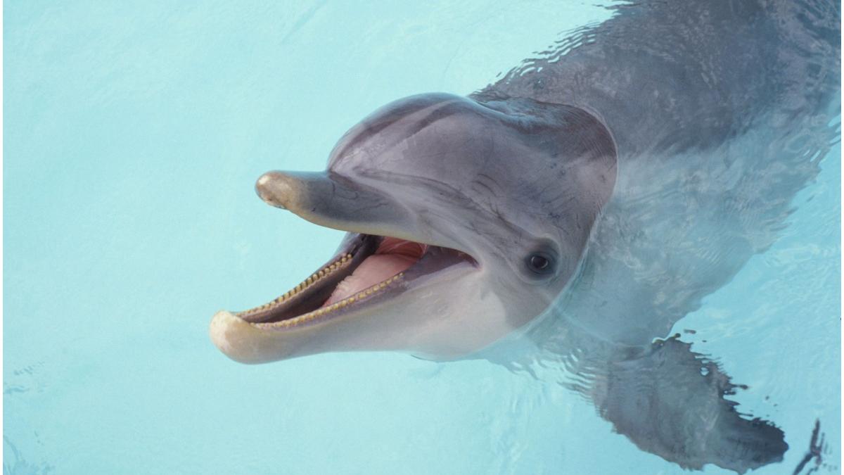 delfin murit hartuit oamenii plaja texas