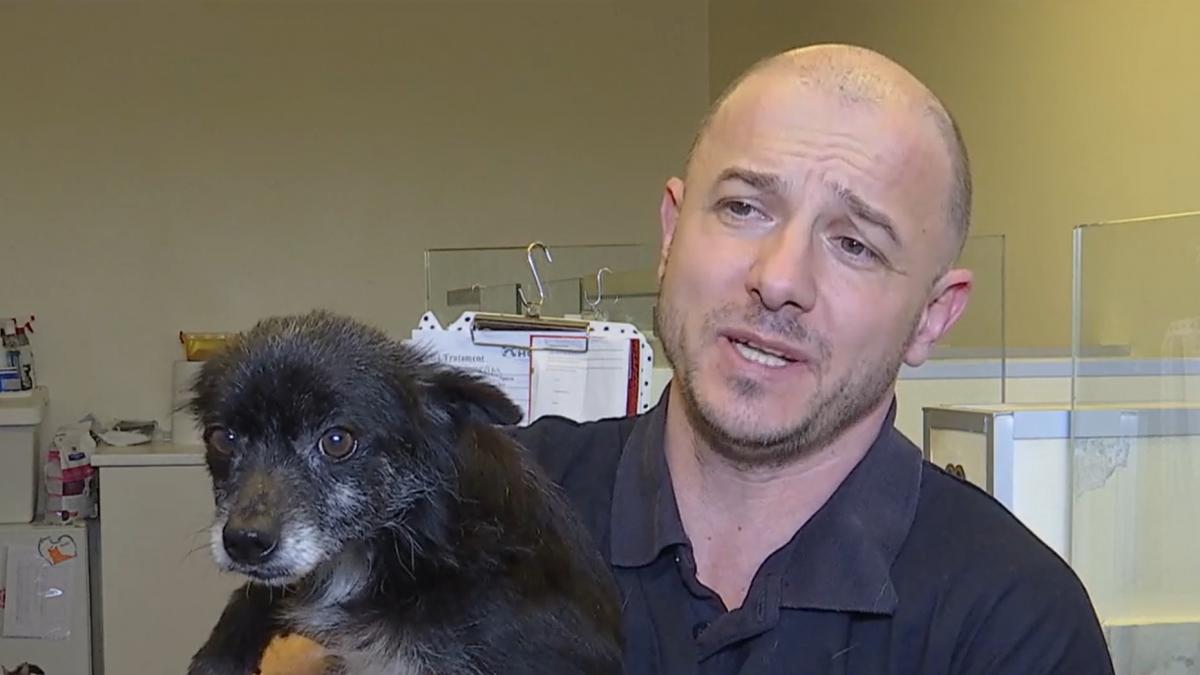 caini refugiati ucraina tratati cabinete veterinare romania natasha