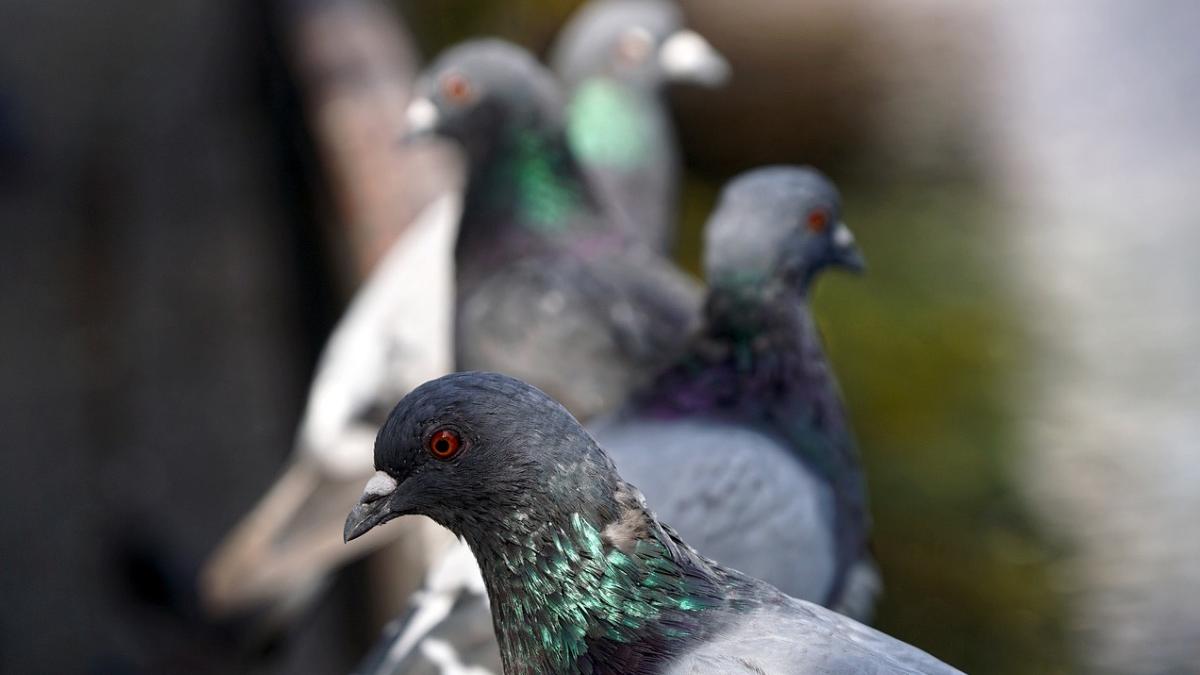 tanar brasov retinut a furat 90 porumbei curte vecin