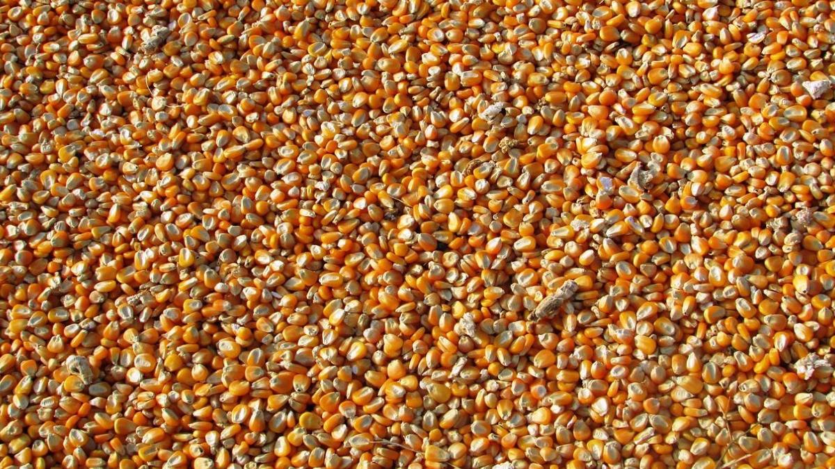 ucraina restrictioneaza exporturi cereale seminte romania