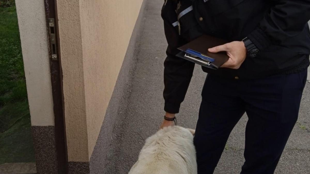 amenda 5 000 lei femeie bucuresti nu a sterilizat catelusa