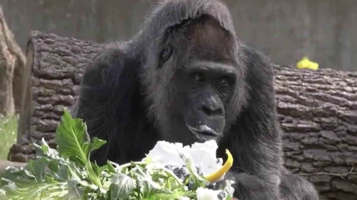 cea mai batrana gorila din lume tort berlin fatou