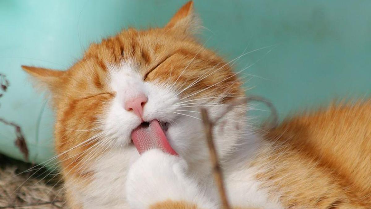 romania top ue pisici adoptate pandemie