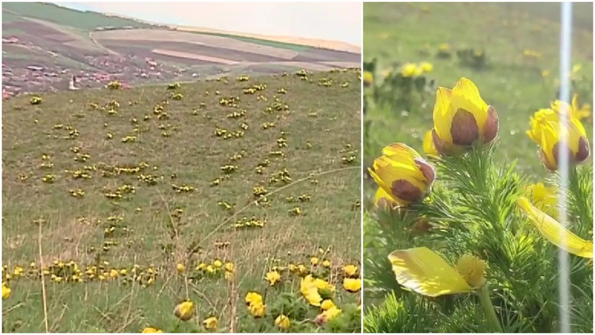 colt de rai judetul mures imagini camp bujori galbeni stepa