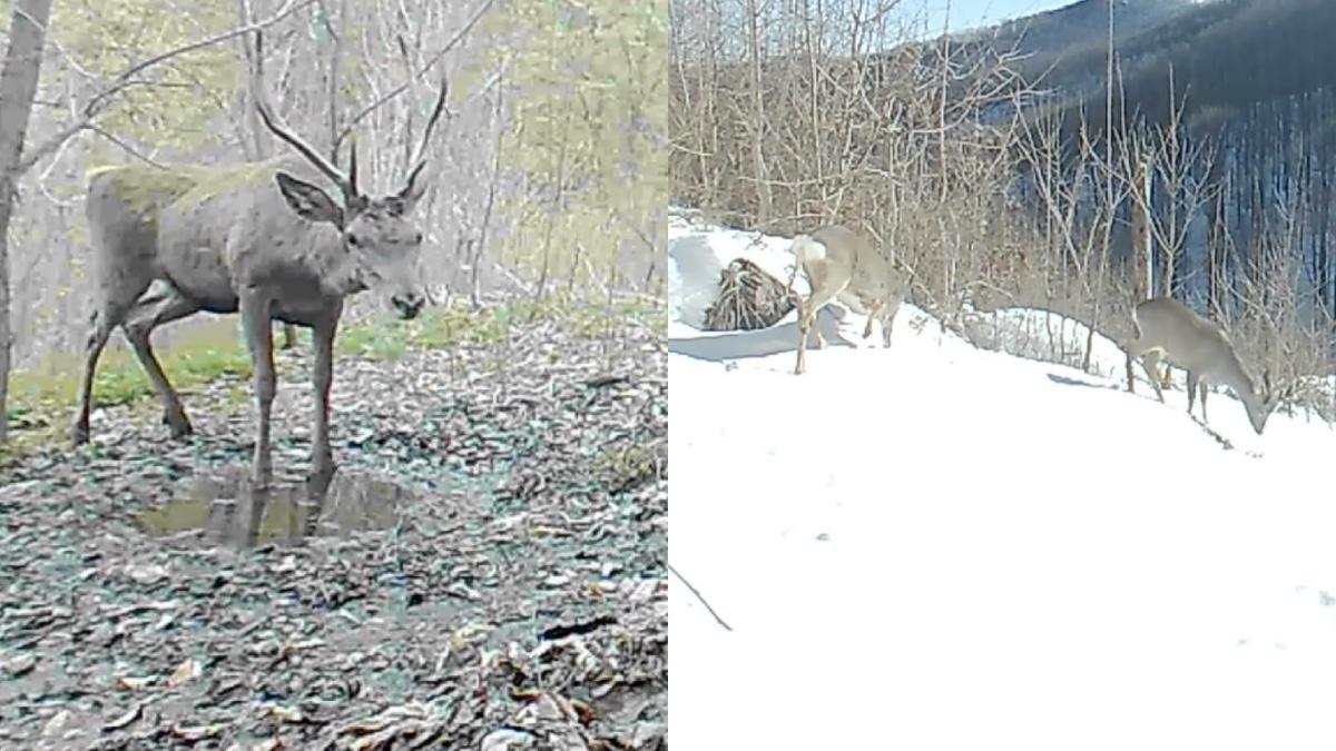 imagini animale salbatice mediul natural camere supraveghere geoparcul platou mehedinti