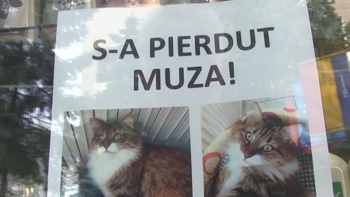 mascota muzeu judetean vaslui disparuta apel angajati recompensa