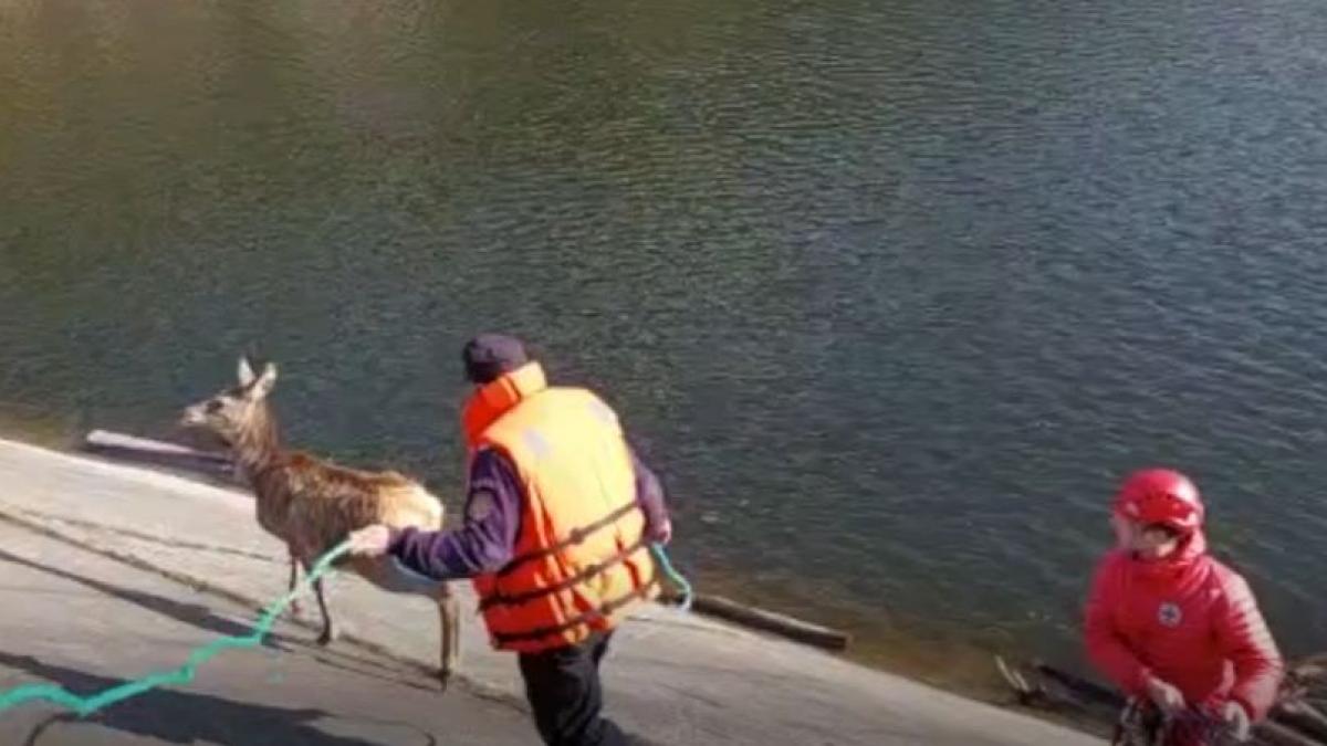 imagini impresionante salvarea pui cerb blocat refugiu inconjurat apa cluj