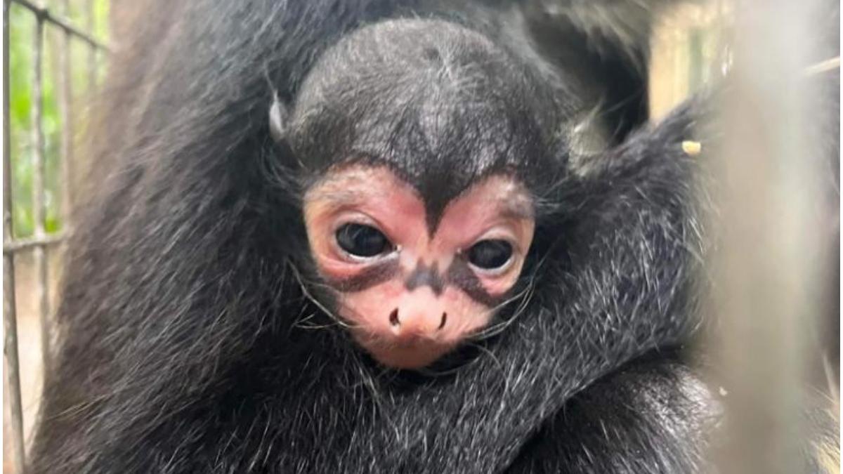 maimuta bataman primata celebra nastere semn unic nas