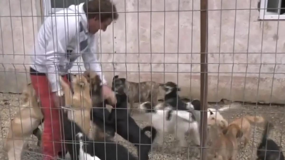 poveste soti oradea adoptii animale salonta bihor